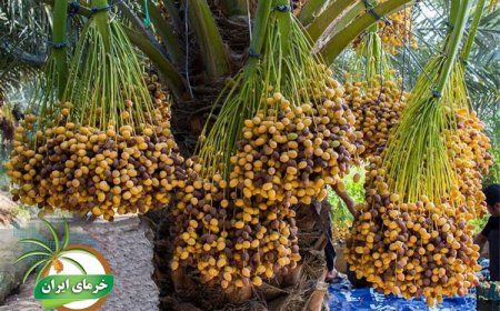 خرمای گنتار