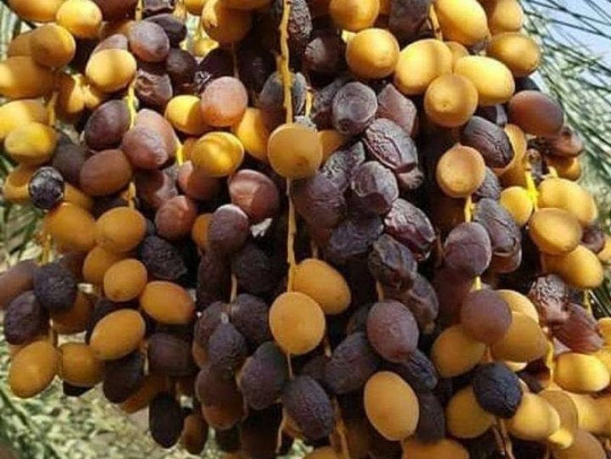 خرمای برحی