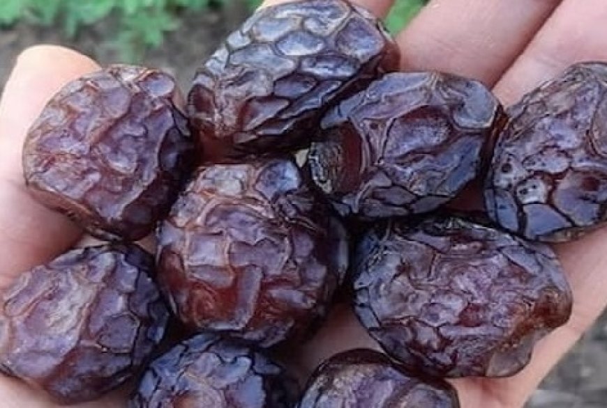 خرمای گنتار