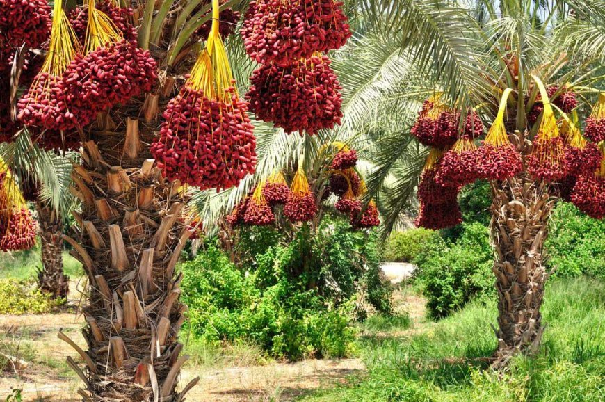 نحوه کاشت نخل